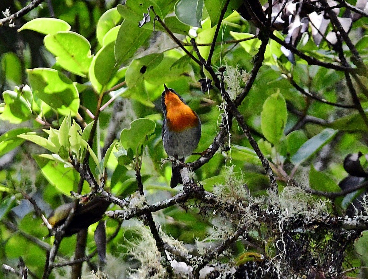 Flame-throated Warbler - ML640985643
