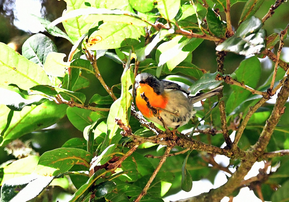 Flame-throated Warbler - ML640985645