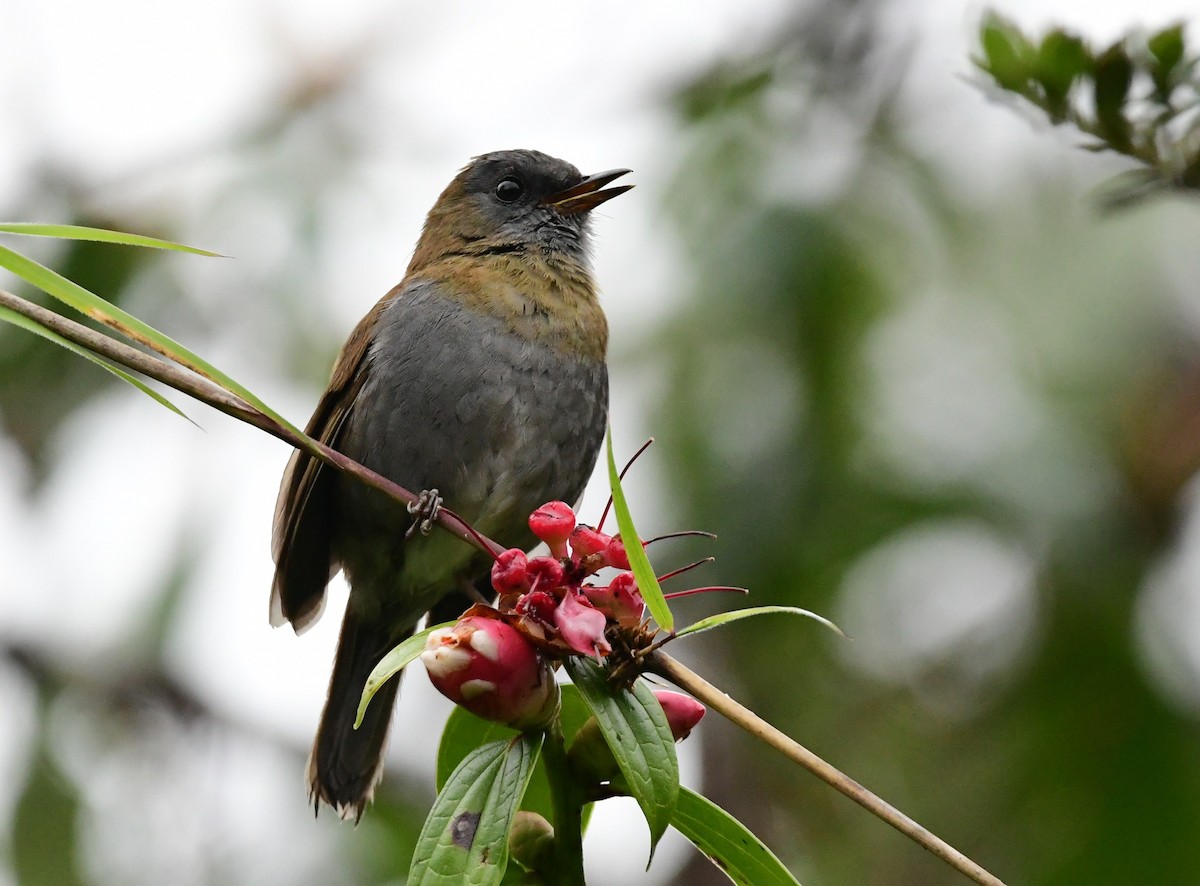 Black-billed Nightingale-Thrush - ML640985670