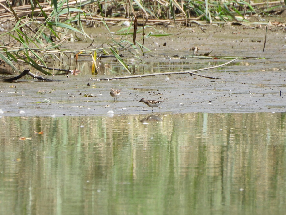 Least Sandpiper - ML640985671