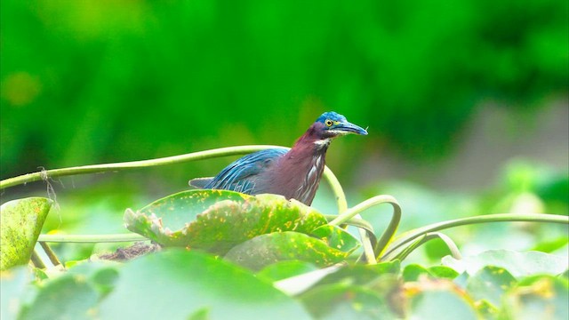 grønnrygghegre - ML640985679