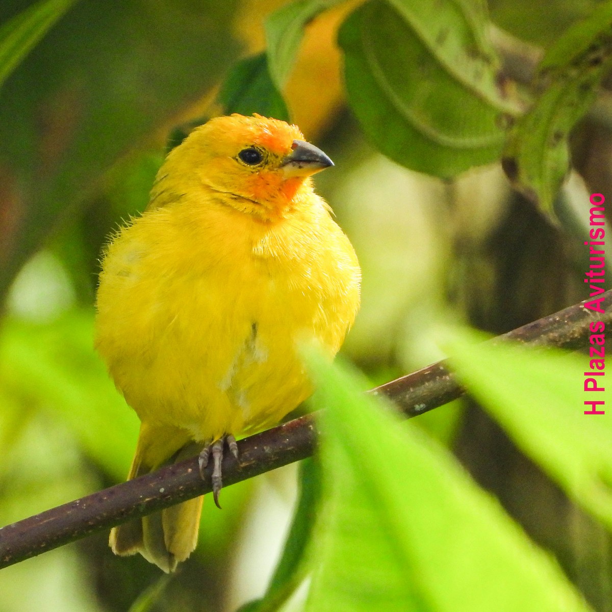 Saffron Finch - ML640985686