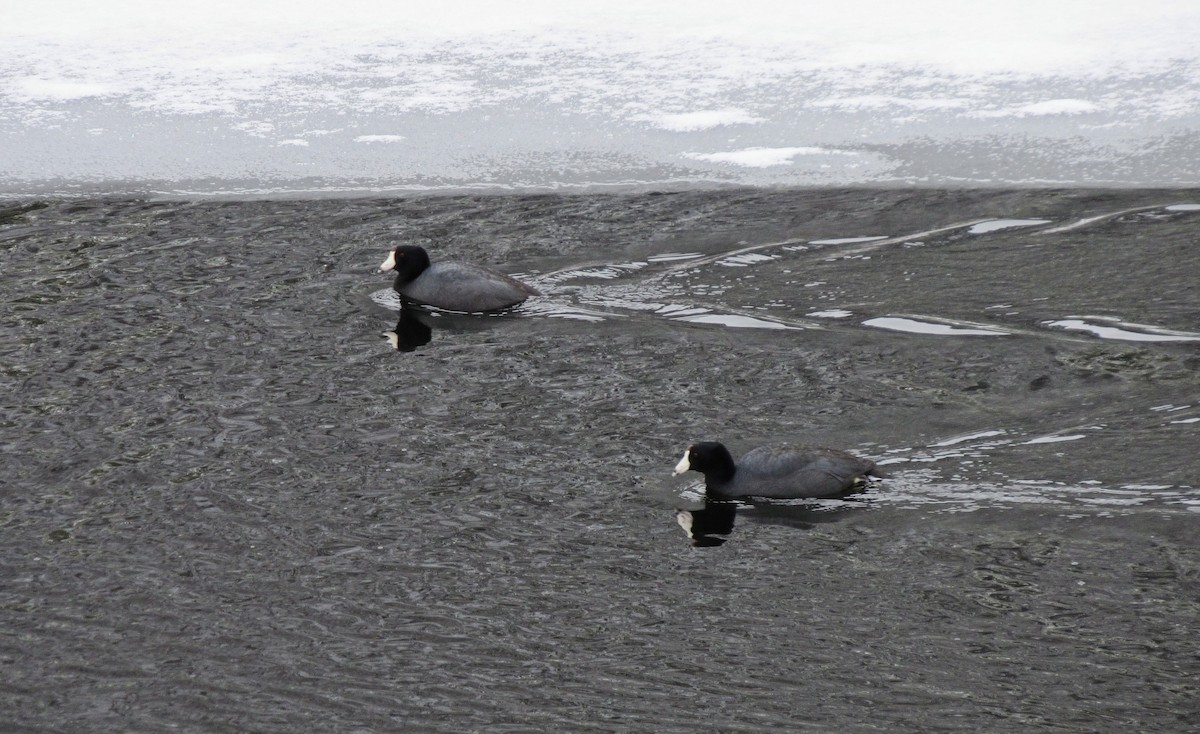 American Coot - ML640985690