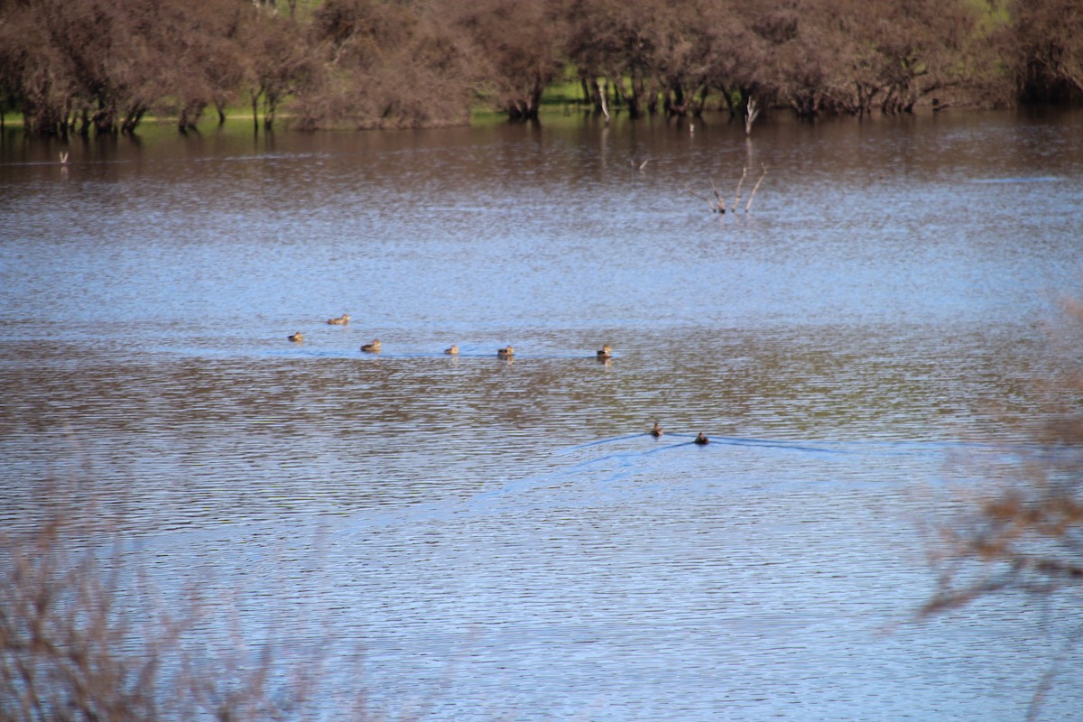 Yellow-billed Pintail - ML640985696
