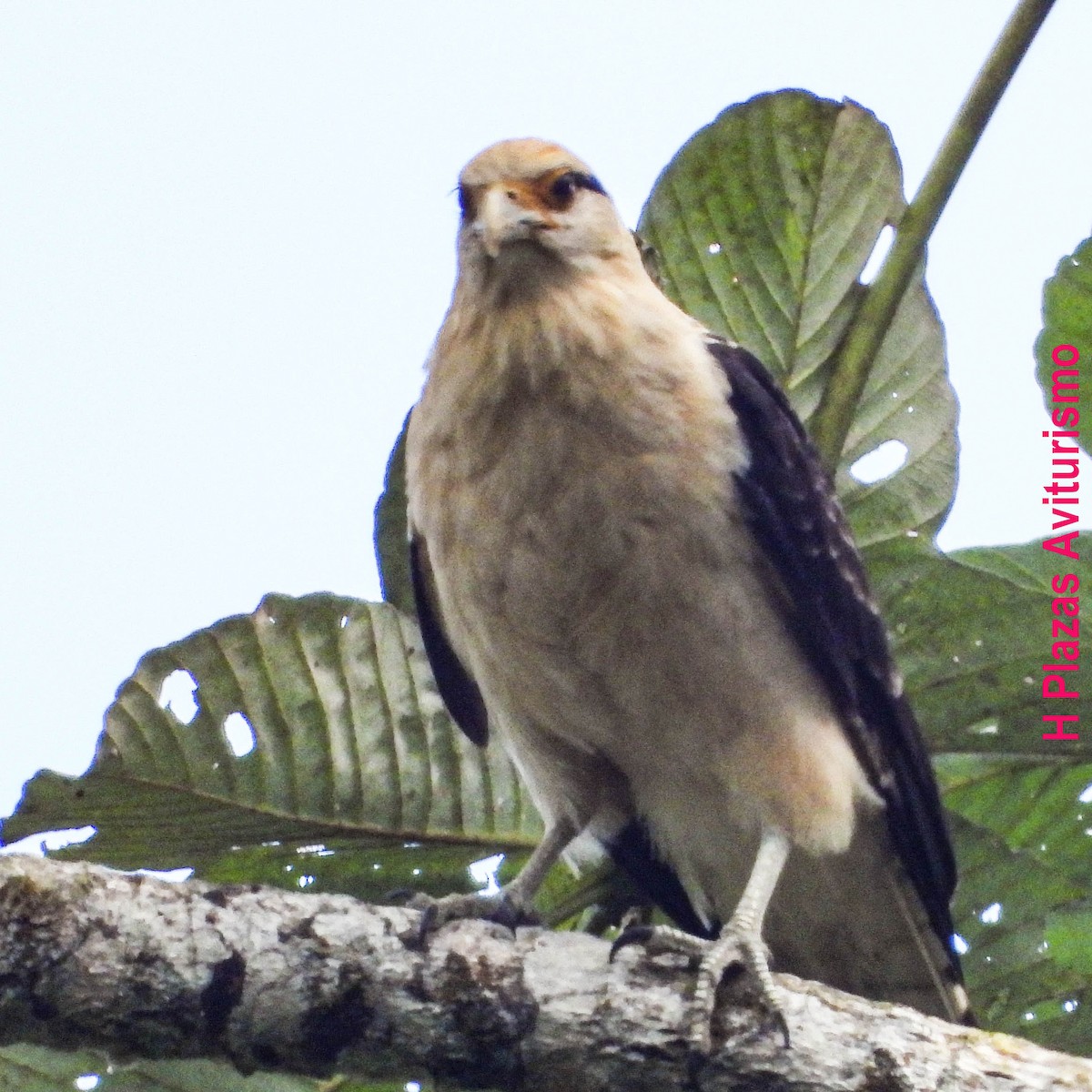 Yellow-headed Caracara - ML640985716