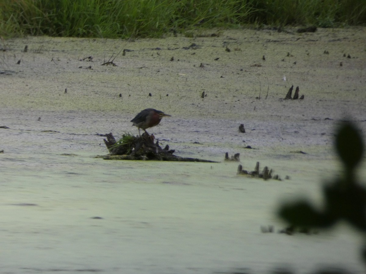 Green Heron - ML640985753