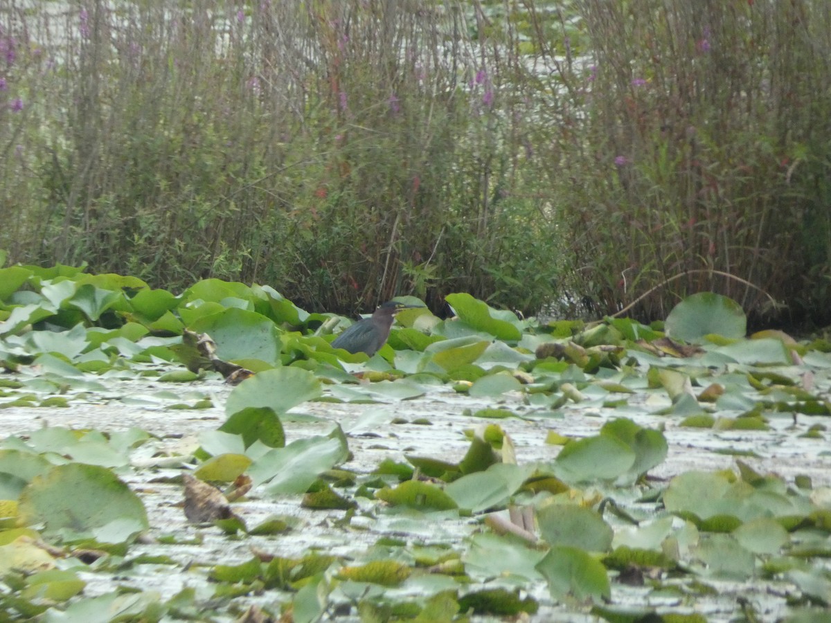 Green Heron - ML640985754