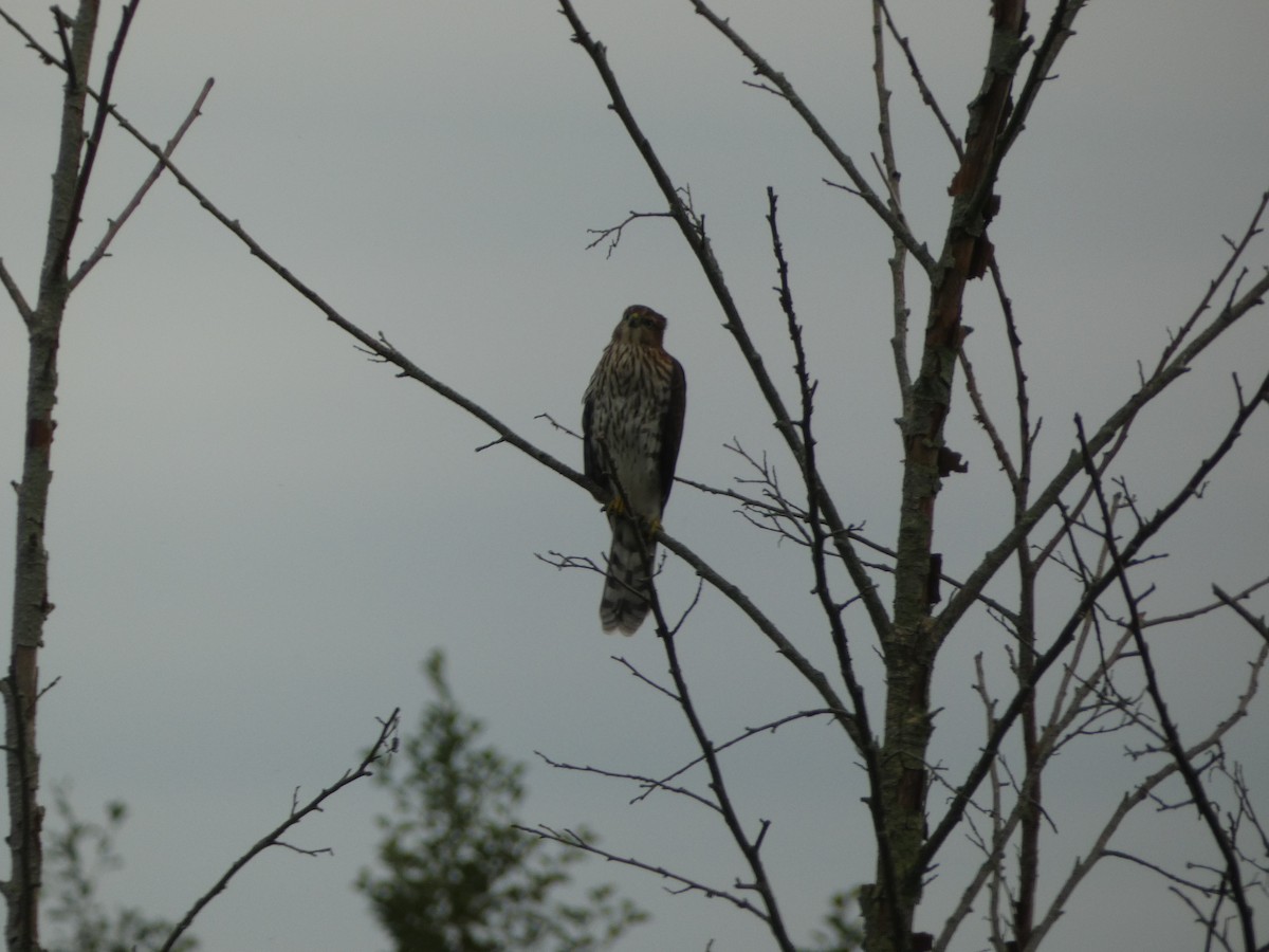 Cooper's Hawk - ML640985770
