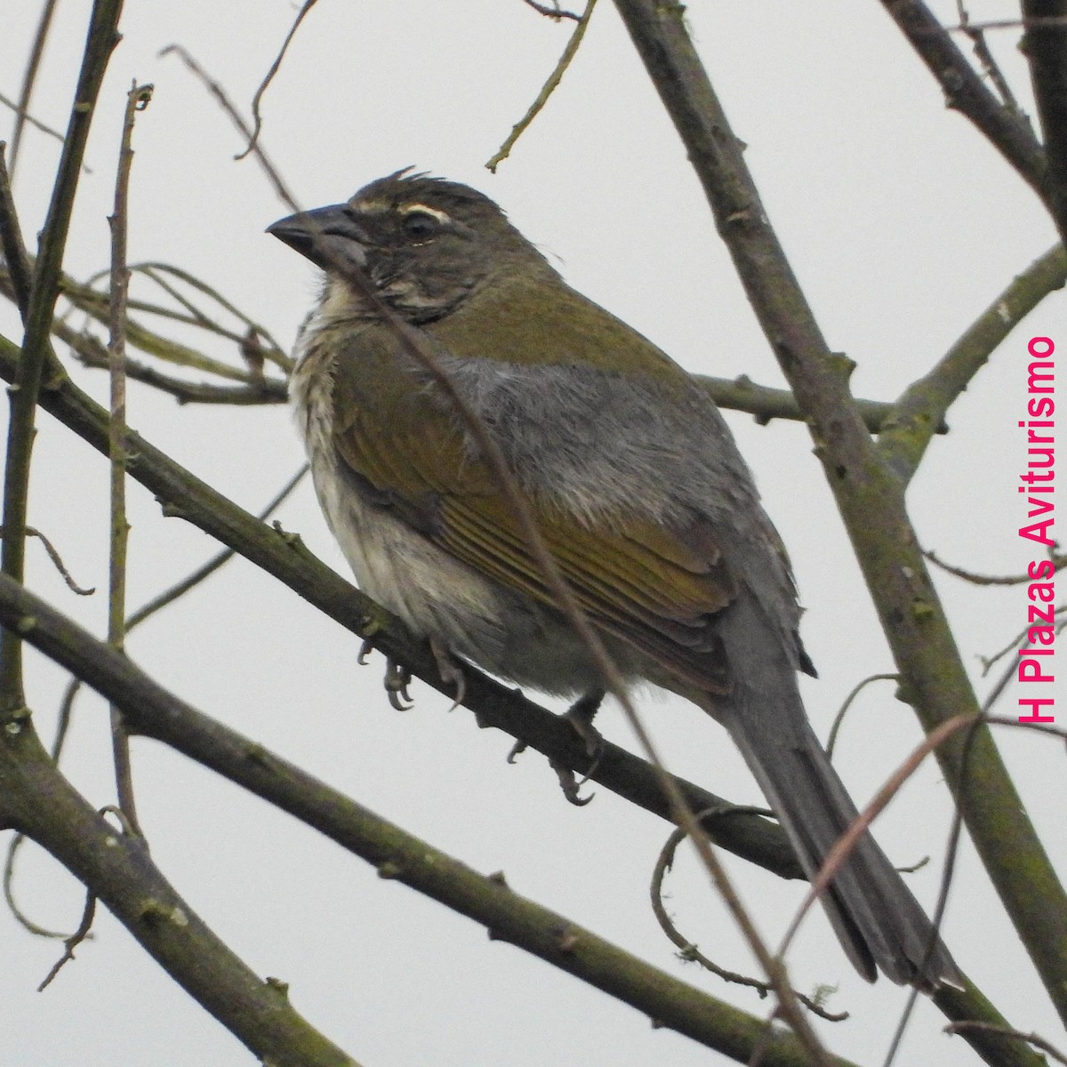 Streaked Saltator - ML640985782