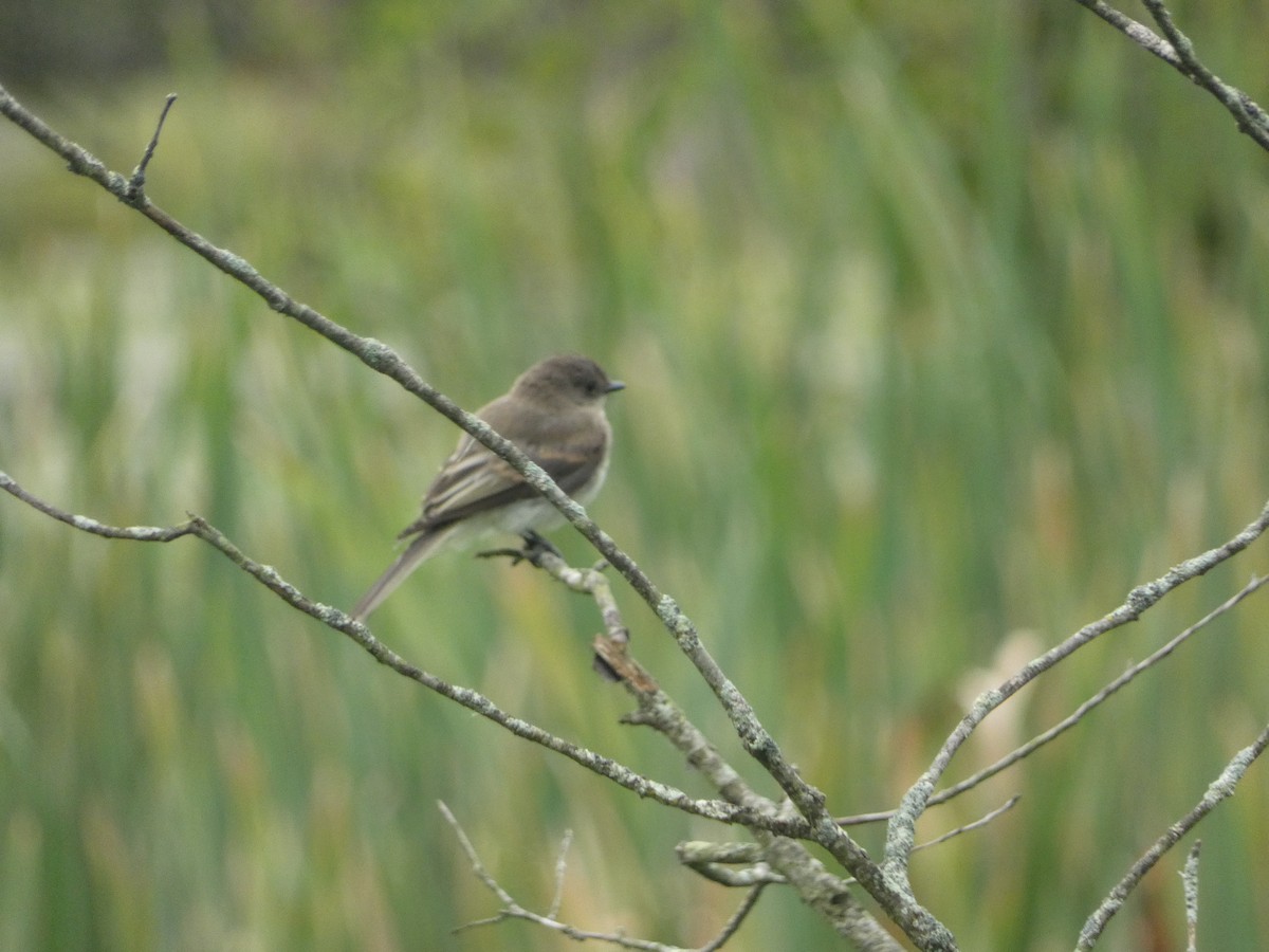 Eastern Phoebe - ML640985783