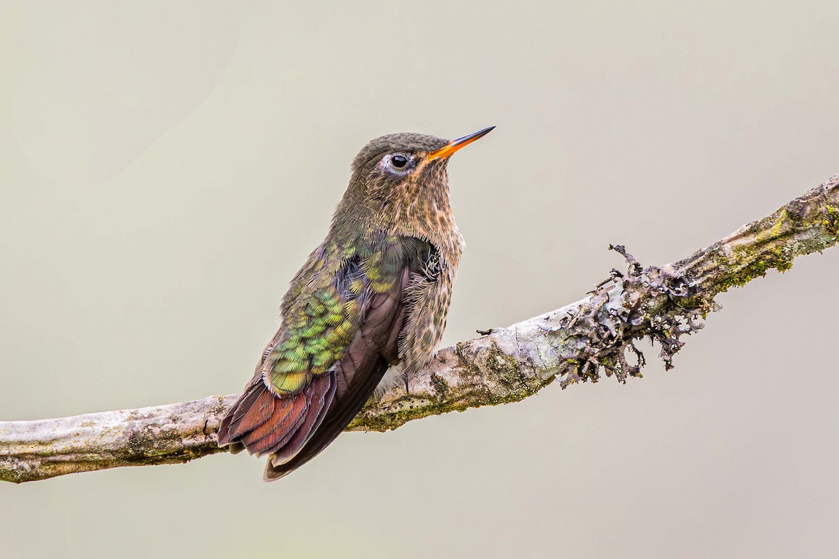 Tyrian Metaltail - ML640985822