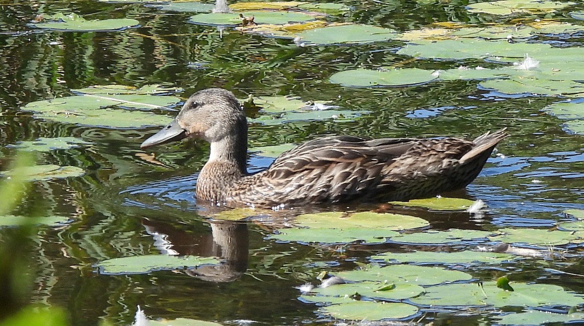 American Black Duck - ML640985830