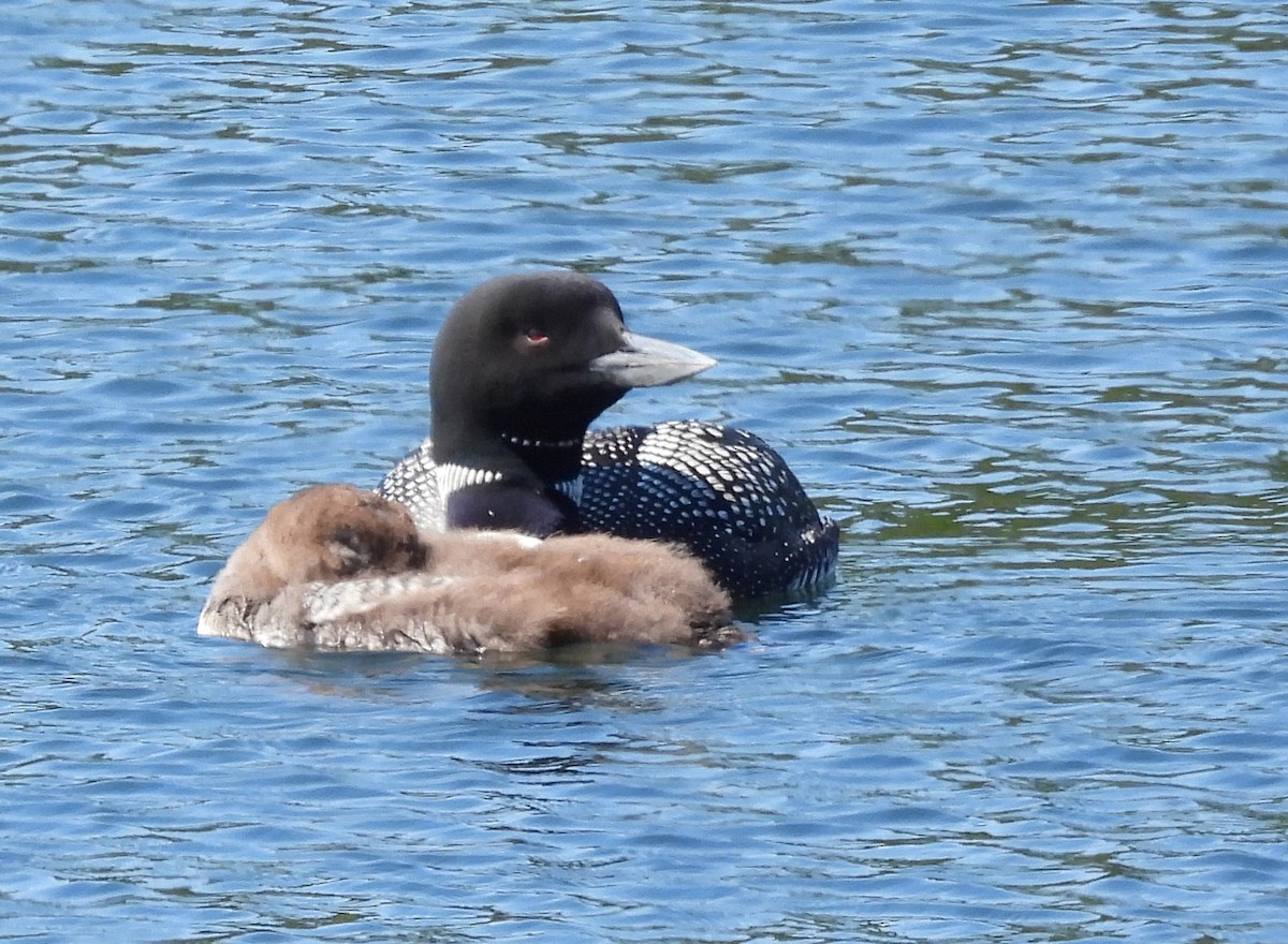 Common Loon - ML640985834