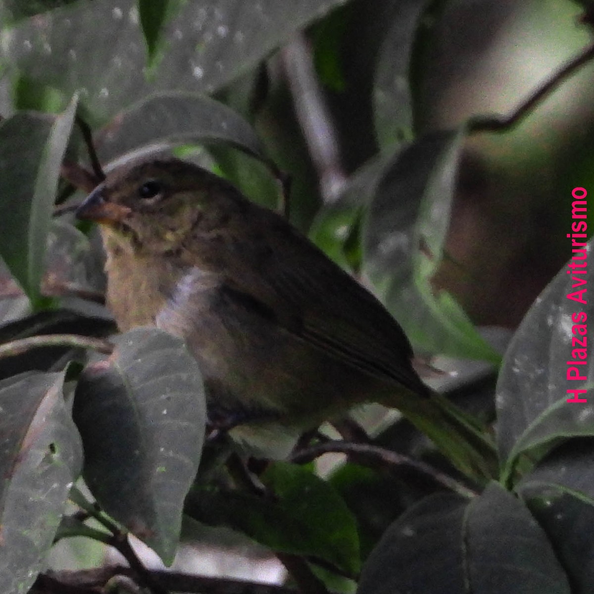 Yellow-faced Grassquit - ML640985929
