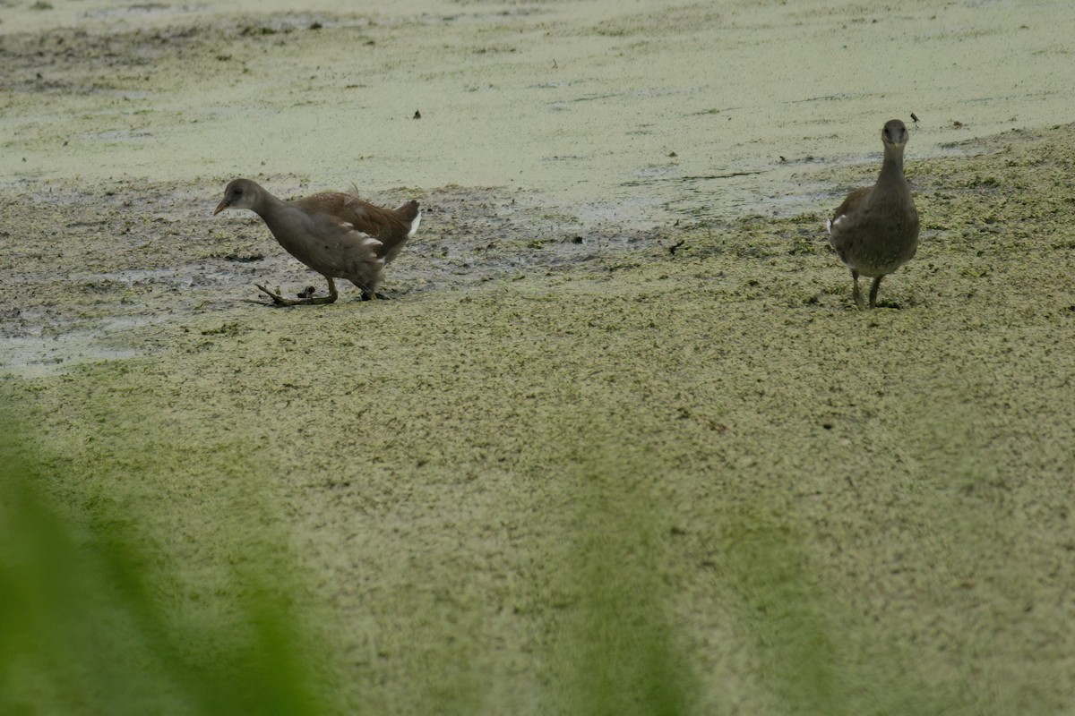 Common Gallinule - ML640986087