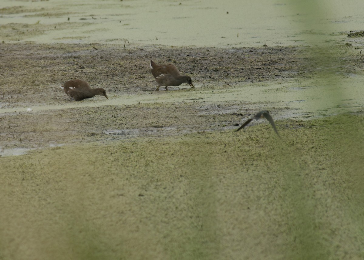 Common Gallinule - ML640986088