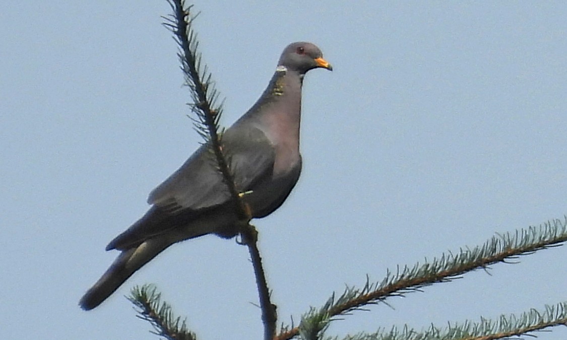 Band-tailed Pigeon - ML640986115