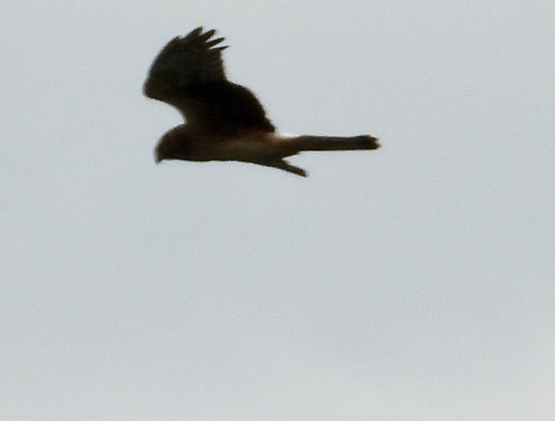 Northern Harrier - ML640986120