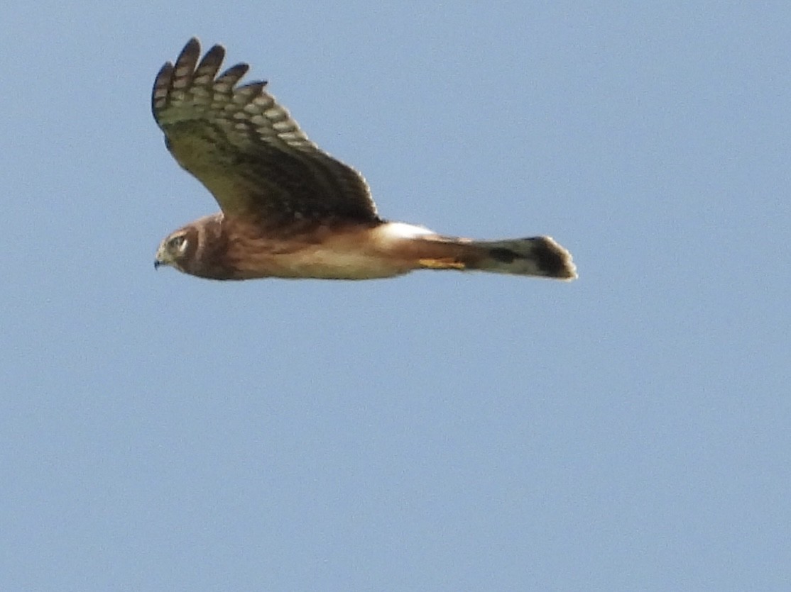 Northern Harrier - ML640986121