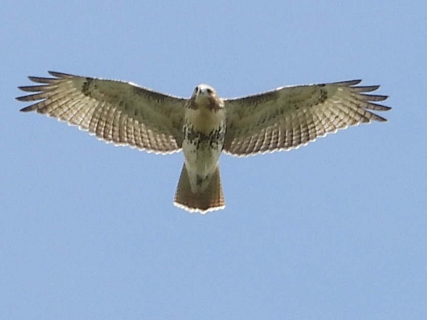 Red-tailed Hawk - ML640986143
