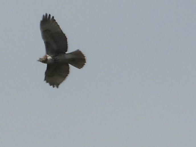 Red-tailed Hawk - ML640986145