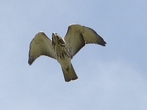 Red-tailed Hawk - ML640986146