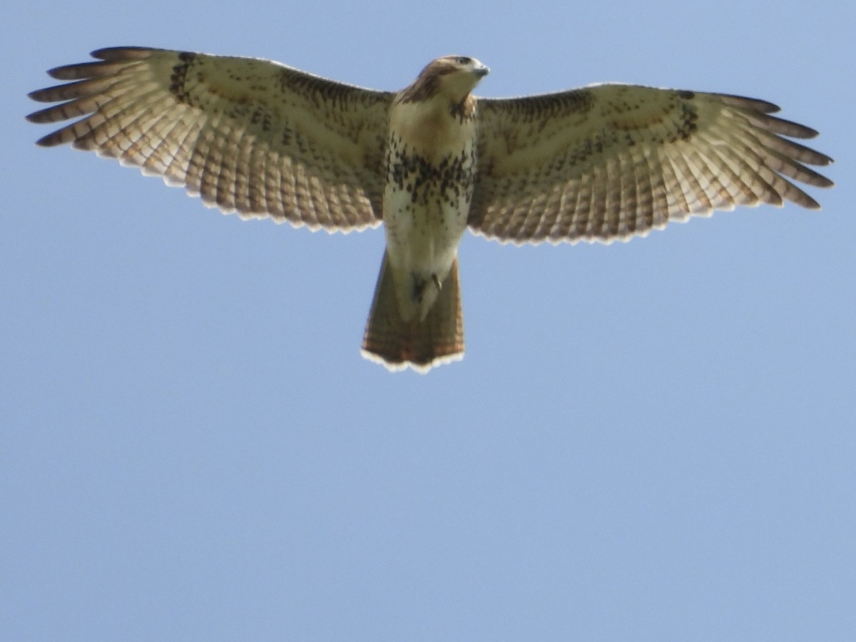 Red-tailed Hawk - ML640986147