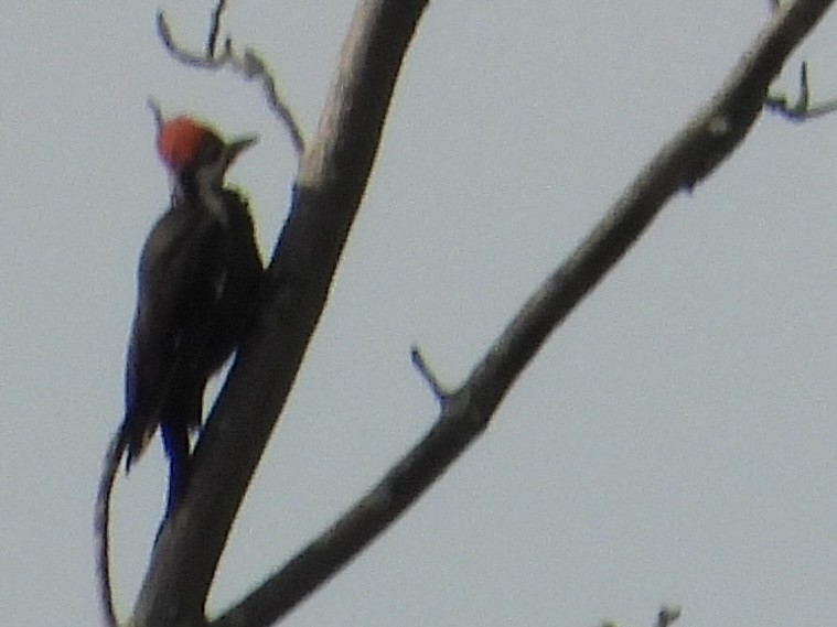 Pileated Woodpecker - ML640986160