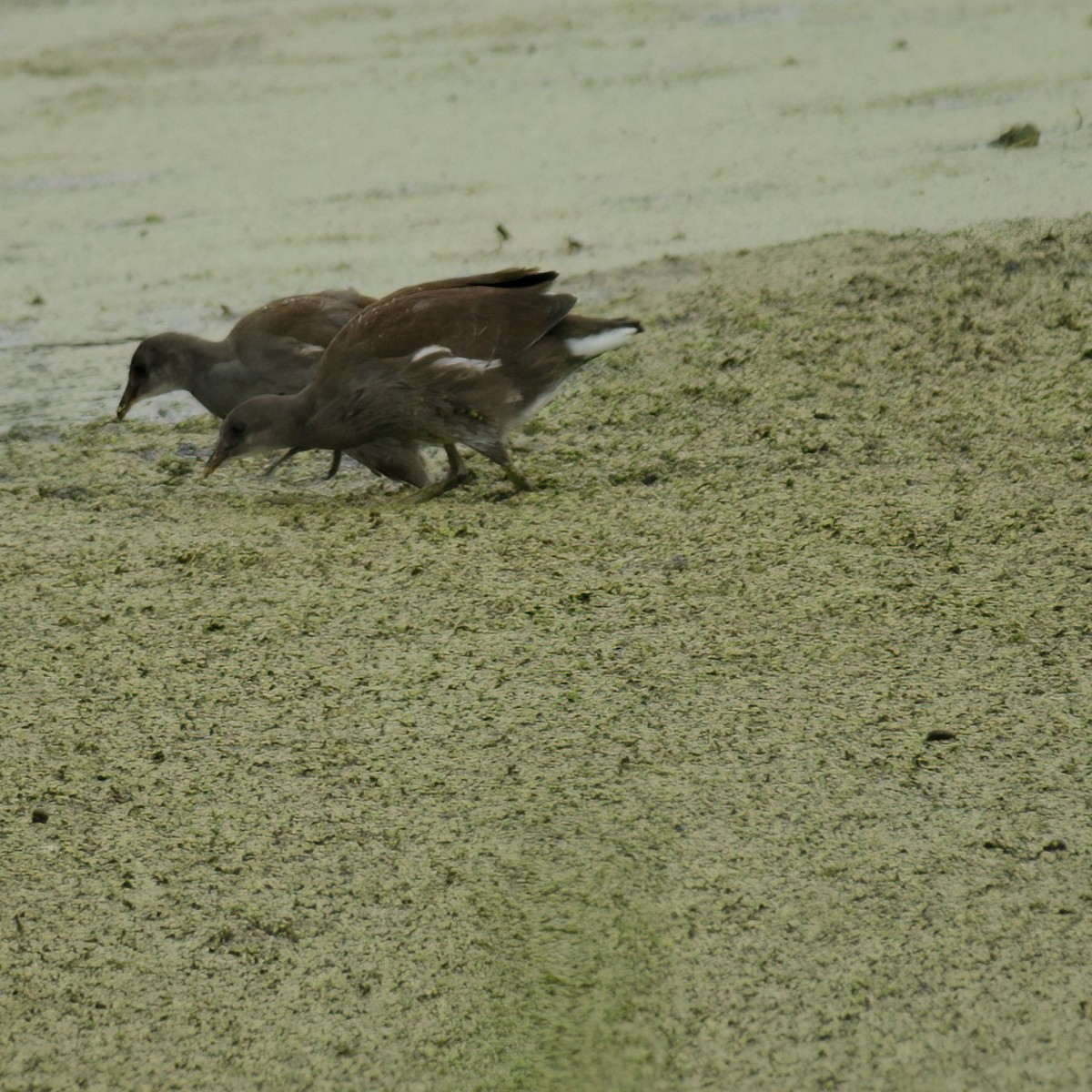 Common Gallinule - ML640986177