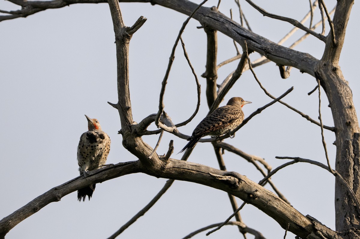 Northern Flicker - ML640986212