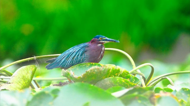 grønnrygghegre - ML640986283