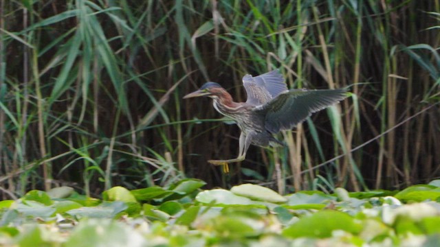 grønnrygghegre - ML640986285