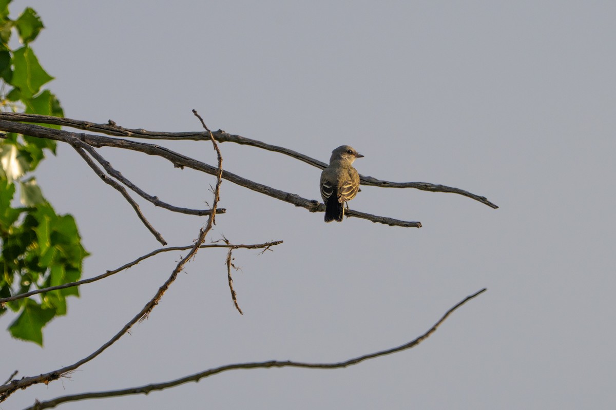 Western Kingbird - ML640986289