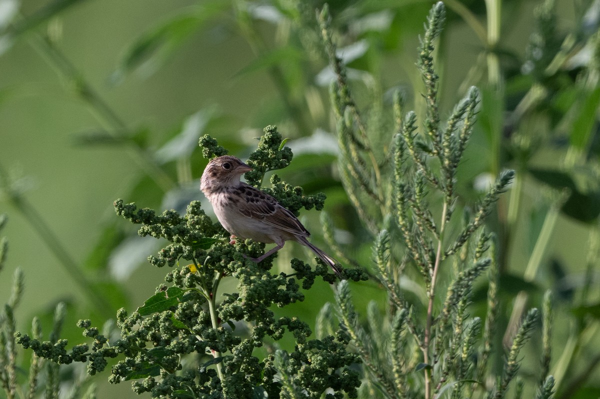 Grasshopper Sparrow - ML640986306