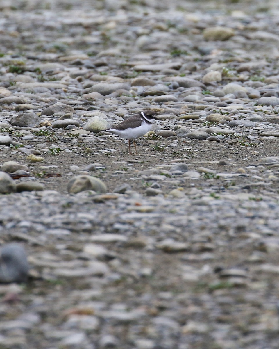 環頸鴴 - ML640986309