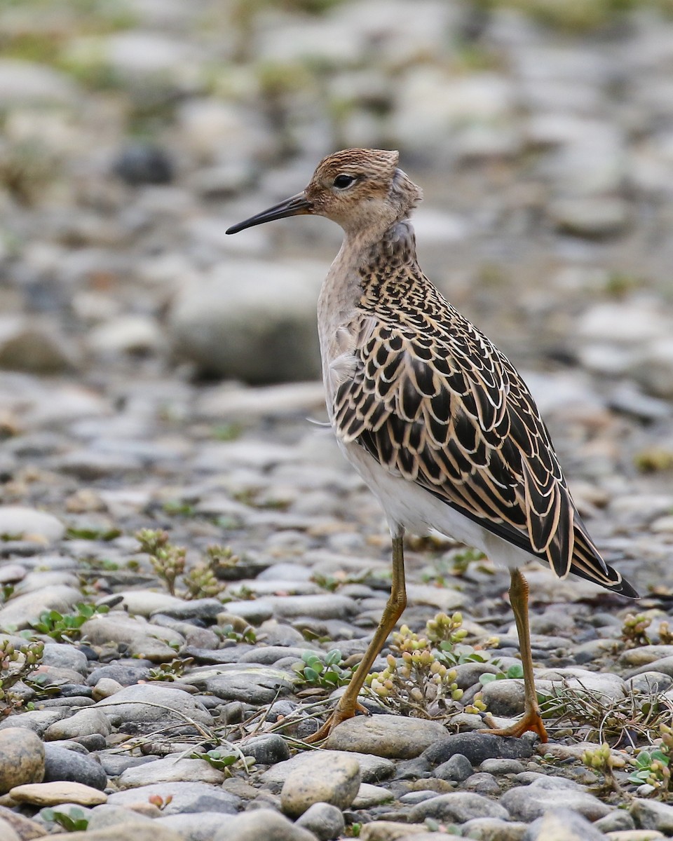 流蘇鷸 - ML640986313