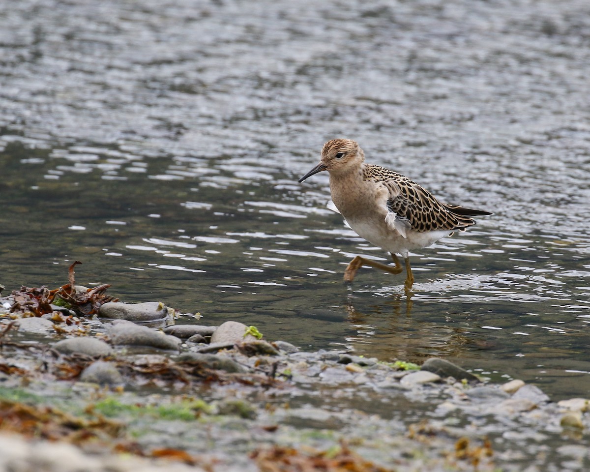 流蘇鷸 - ML640986314
