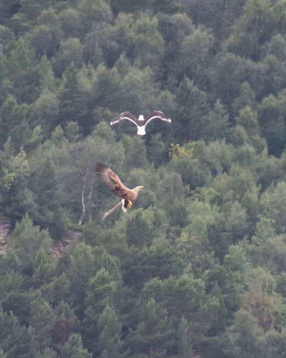 白尾海鵰 - ML640986326