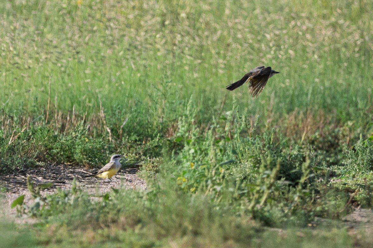 Western Kingbird - ML640986331