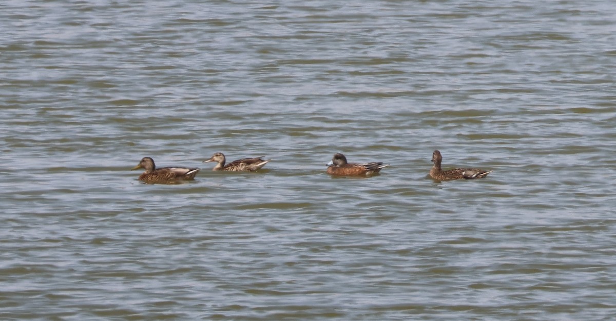 American Wigeon - ML640986340