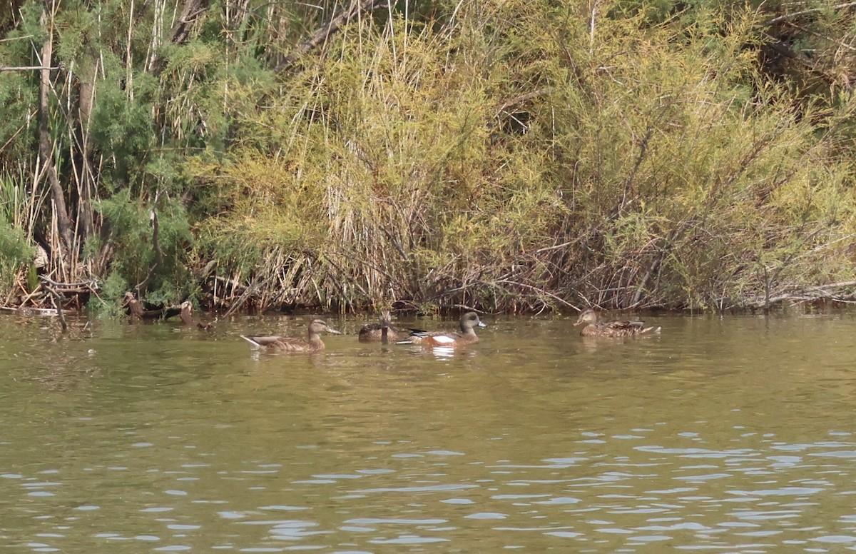 American Wigeon - ML640986341