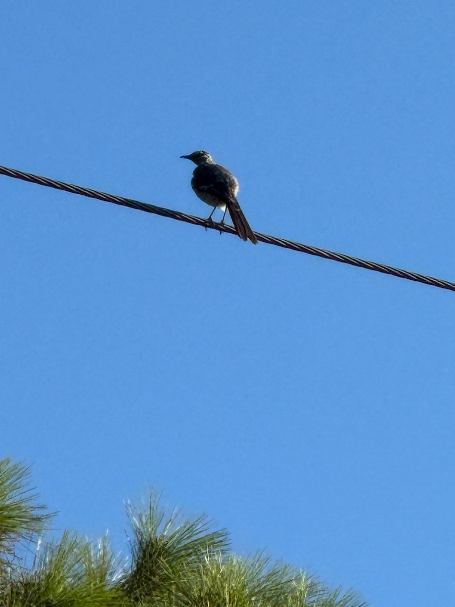 Boat-tailed Grackle - ML640986348