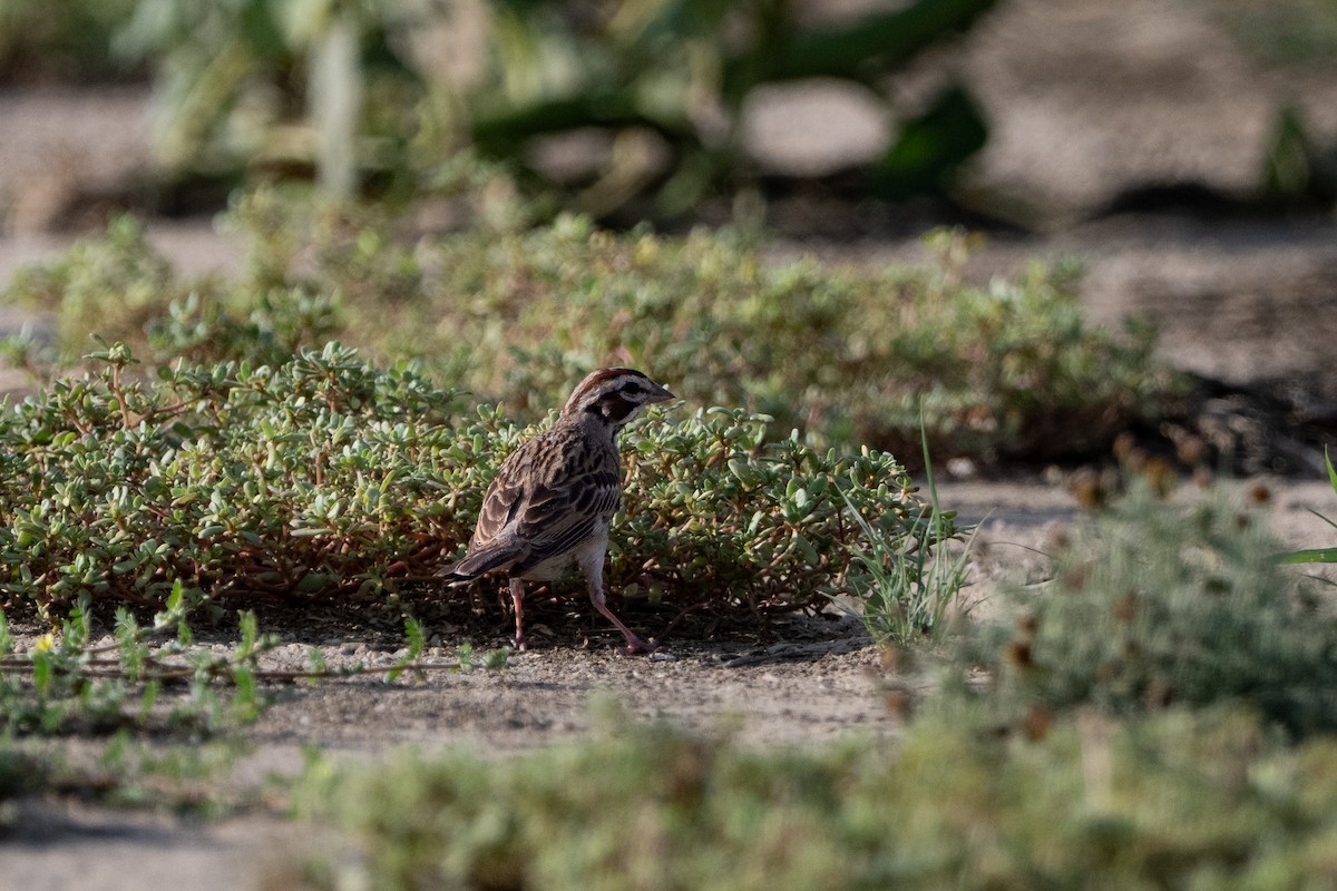 Lark Sparrow - ML640986355