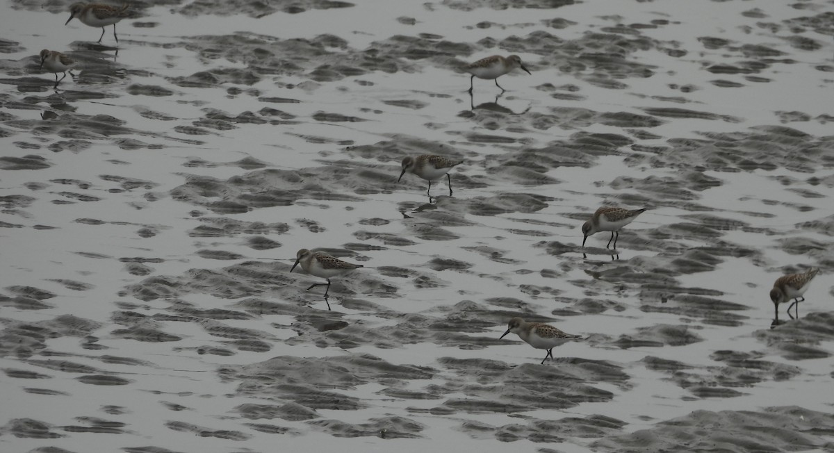 Western Sandpiper - ML640986367