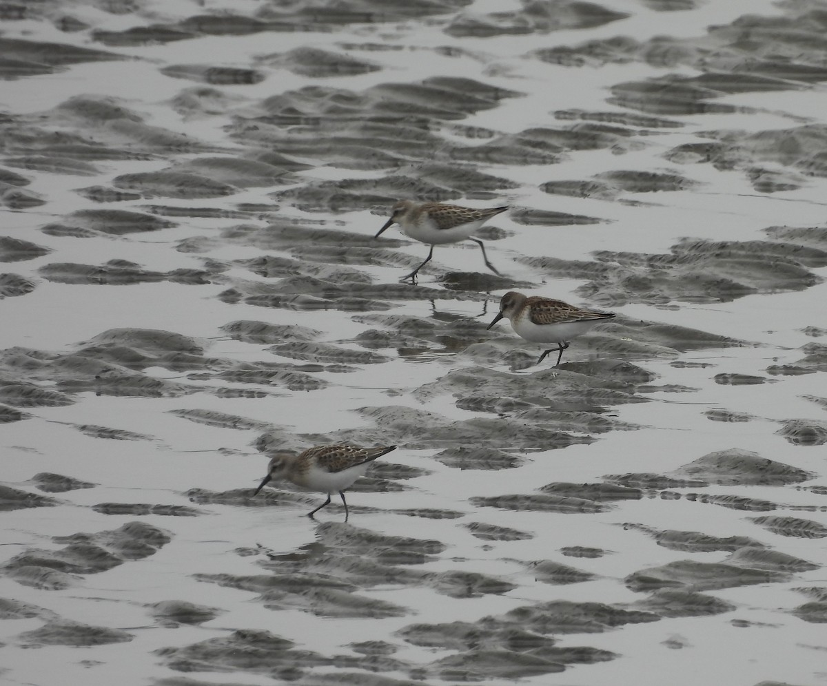 Western Sandpiper - ML640986380