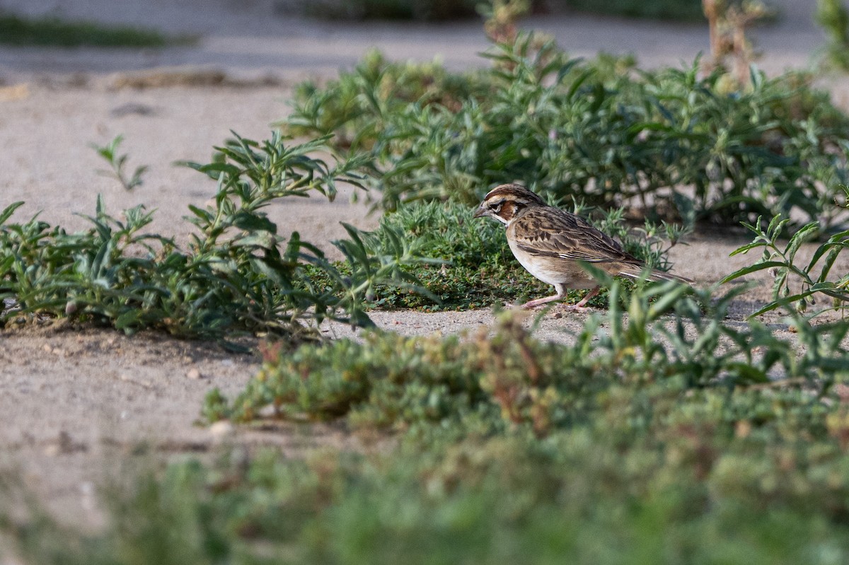Lark Sparrow - ML640986407
