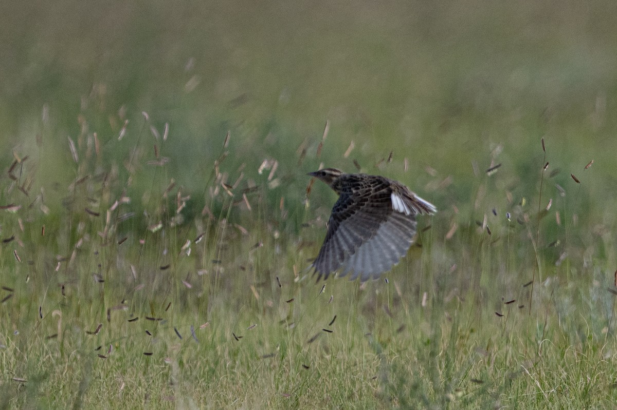 Western Meadowlark - ML640986438