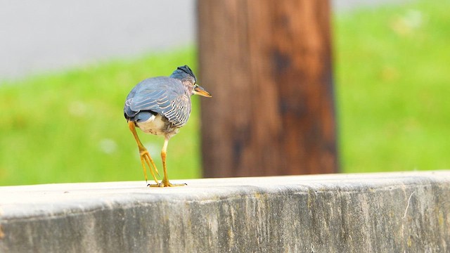 grønnrygghegre - ML640986454