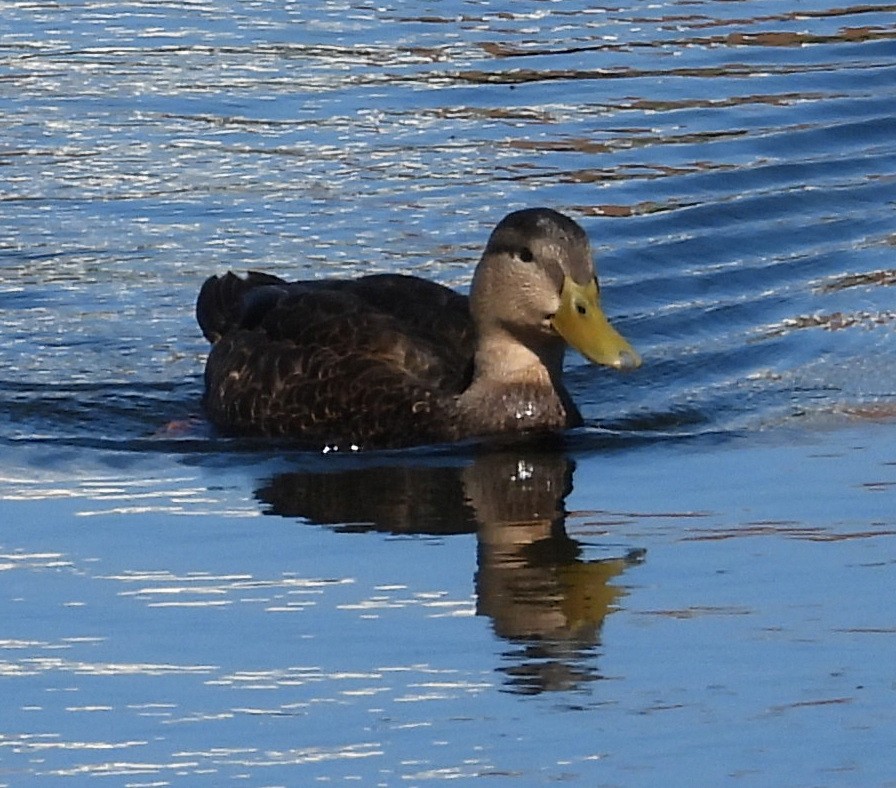 American Black Duck - ML640986481