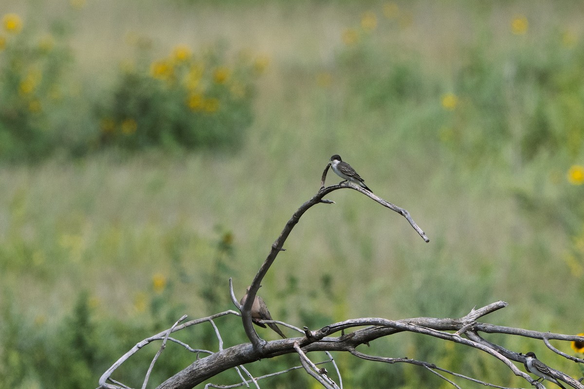 Eastern Kingbird - ML640986482